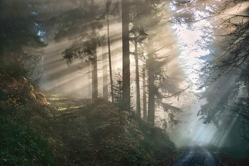Mysterious Forest